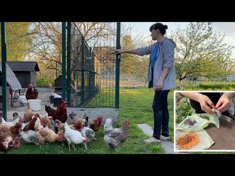Видео: Мой опыт выращивания цыплят амераукана от молодок до кур