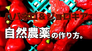 【ハバネロ･ジョロキア】自然農薬の作り方。