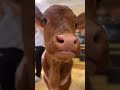 Cute Little Calf 🐮❤️