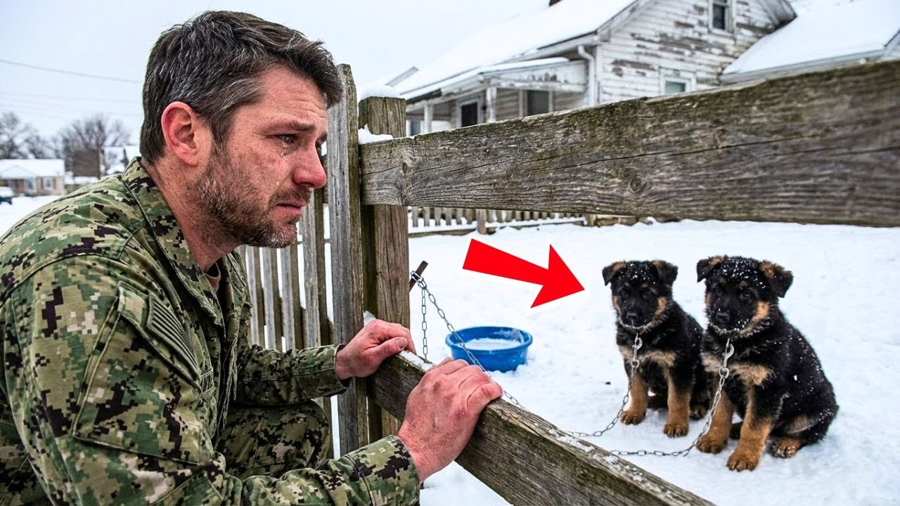 Two Puppies Chained Behind a Fence — Until a Navy SEAL Heard Their Cry in the Cold