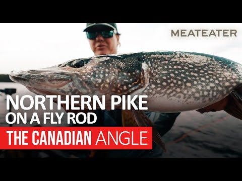 Northern Pike on a Fly Rod  The Canadian Angle 