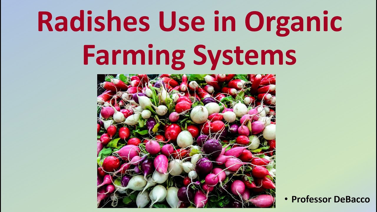 Radishes Use in Organic Farming Systems