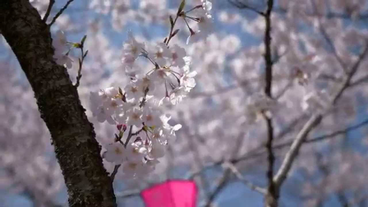 浜松城公園 静岡 22年桜祭り 夜桜ライトアップ 見頃情報 Amatavi