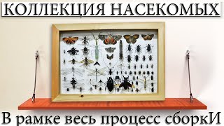 ✅ СБОРКА КОЛЛЕКЦИИ НАСЕКОМЫХ В РАМКУ-ПОД СТЕКЛО.