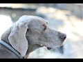 A Tribute To Bosley | MsGoldgirl