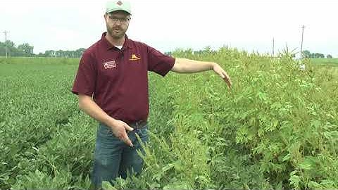Managing foreign material in soybean: Pre-harvest preparations
