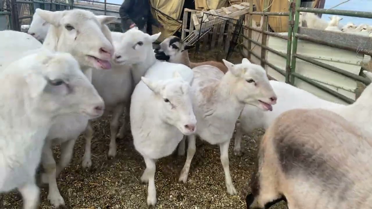 Kimber 2-23-2026 Billabong K9