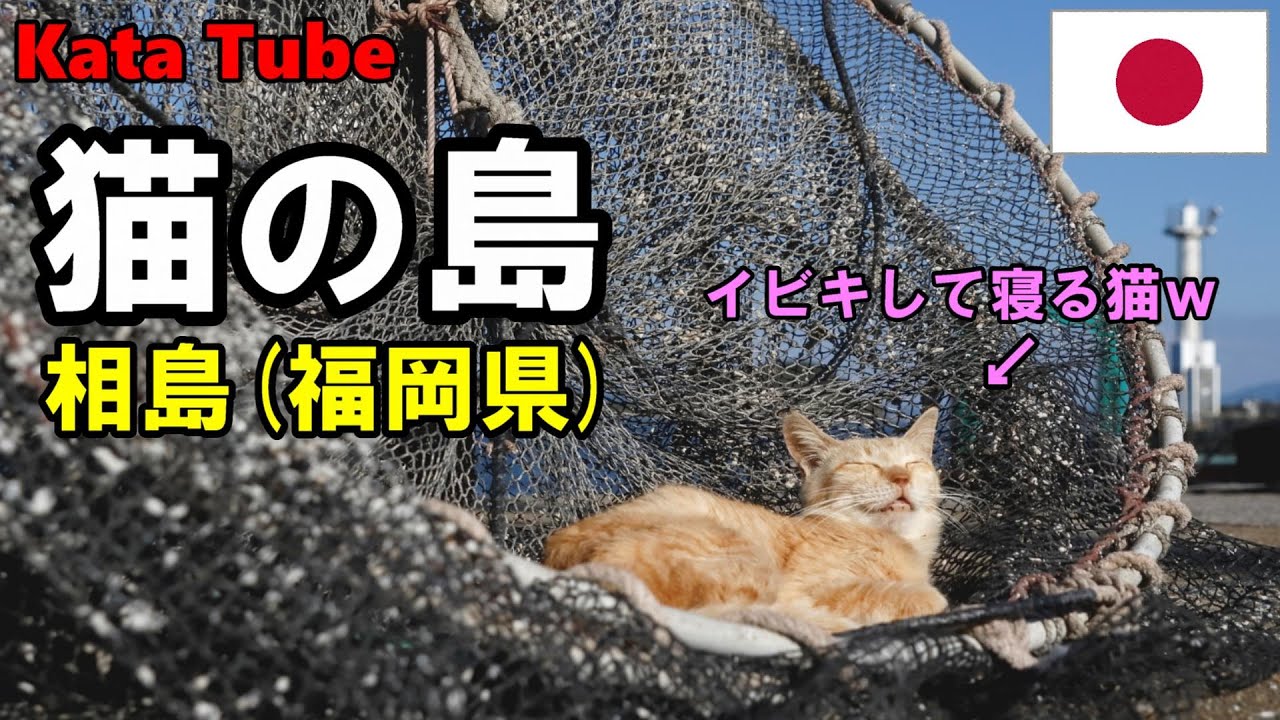 猫の島 相島 福岡県 猫も観光もすごい島 Youtube