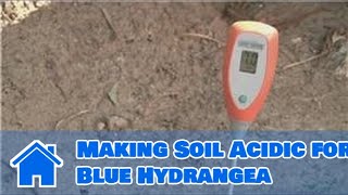 Exclusive Using Soil : Making Soil Acidic for Blue Hydrangea Information