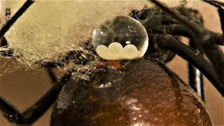 Black Widow Laying Eggs