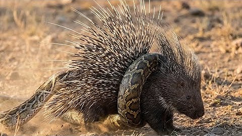 Porcupine Sharp Quills vs Python Strength | Intense Fight & Heartwarming Python Rescue