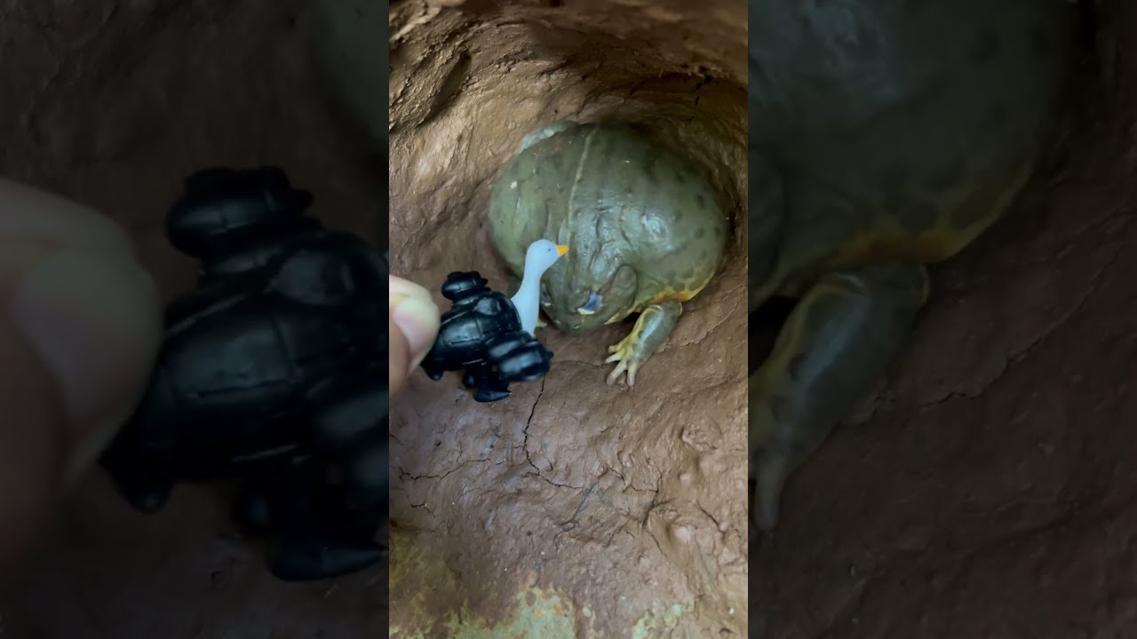 OMG Giant Frog Got Mad At Bombombini Gussini Shorts Funny
