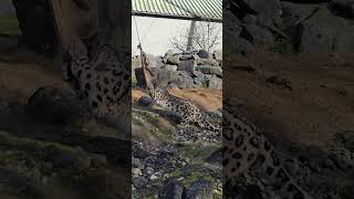 Snow leopard