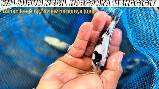 Download Lagu Walau kecil harganya menggigit‼️review juga bahan keepingnya di tempat ini MP3 Download Lagu Walau kecil harganya menggigit‼️review juga bahan keepingnya di tempat ini MP3
