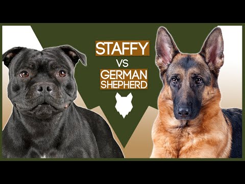 STAFFORDSHIRE BULL TERRIER VS GERMAN SHEPHERD