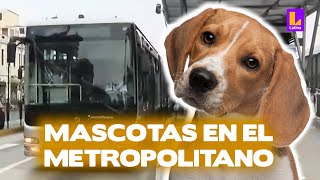 Mascotas viajarán en el Metropolitano y Metro de Lima | Arriba mi Gente