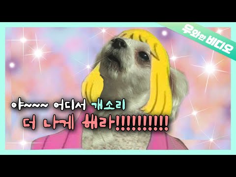 세계최초의 개프라노 성악견 해피~ 샤라랄라라아💖┃World&amp;#39;s <strong>First</strong> <strong>Dog</strong> Soprano, Happy💖