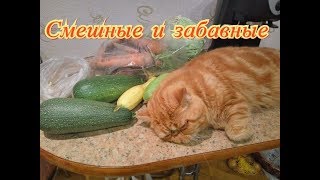 Смешные и забавные. Кошки. Собаки. Fanny animals Создай себе хорошее настроение Смешные и забавные. Кошки. Собаки. Fanny animals Создай себе хорошее настроение