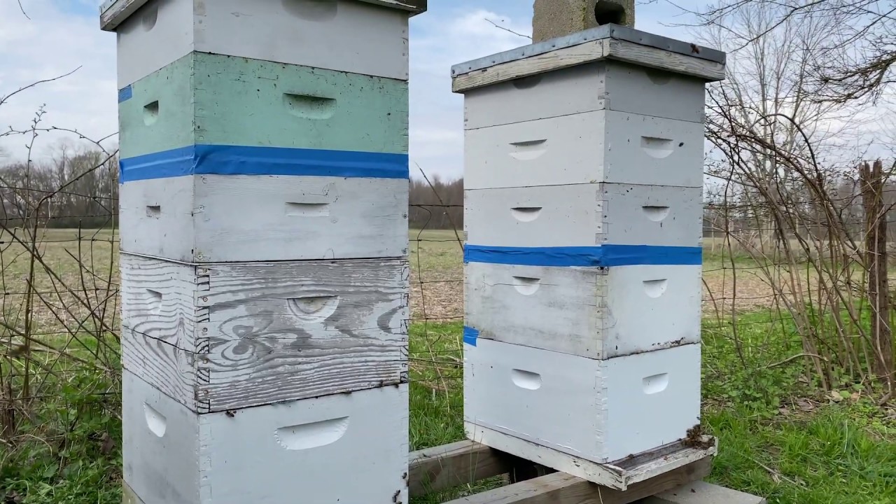 Spring maintenance on an apiary with three colonies next to each other ...