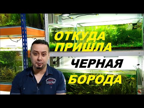 Красные водоросли в аквариуме. Откуда берется черная борода.