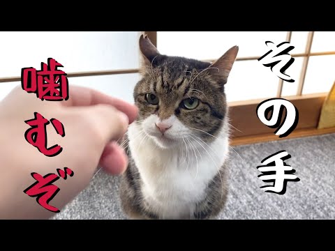 My cats will definitely bite you if you touch them. - YouTube