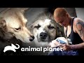 Quantos cães Amanda vai resgatar no Havaí? | Família ao Resgate | Animal Planet Brasil