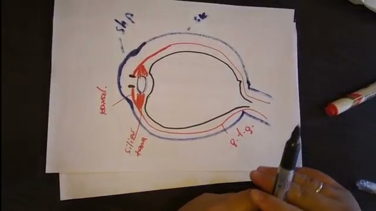 Ko'z organi tuzilishi