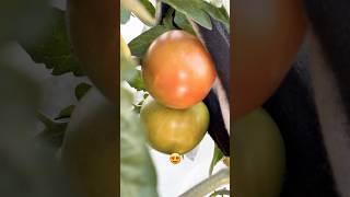 Balcony Gardening Success 🍅 Pehla Tamatar Toda - Dil Khush Ho Gaya! BalconyGardening
