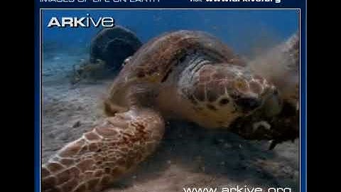 ARKive video 5CB1D35C BBDD 42D0 84D1 92F038CAE2AC