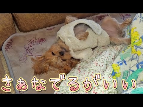 【ヨークシャテリア】欲求をストレートに出すヨークシャテリア【Yorkshire Terrier】