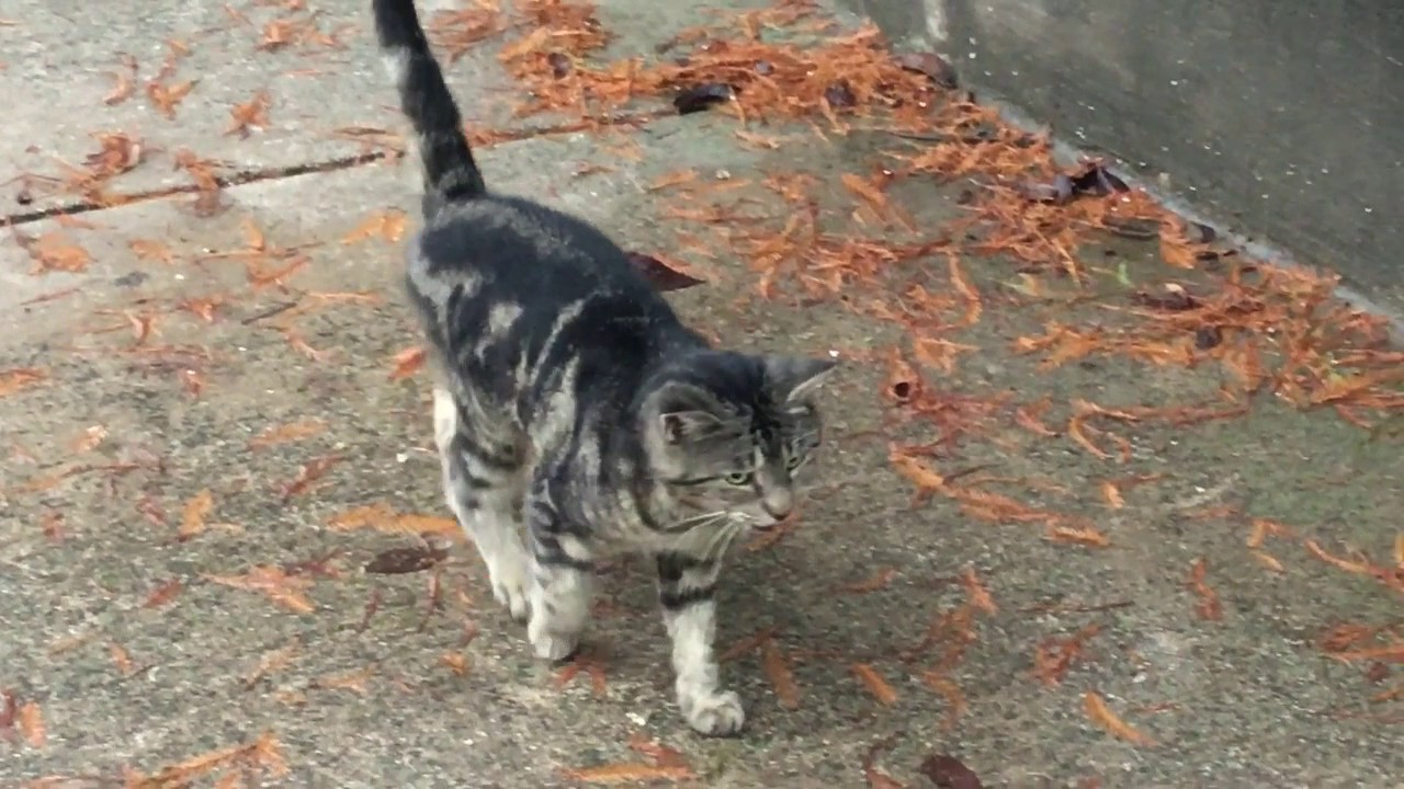 Feral Cat Final Documentary FINALLLYLYYLLYLYYLYLYY!!!