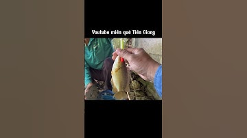 Lý do thích câu cá rô là đây #miềnquêtiềngiang #MQTG #câucárôđồng #câucá