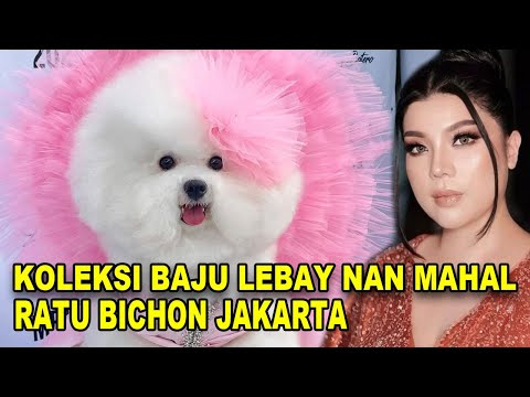 Video: Mengapa bichon frize begitu membutuhkan?