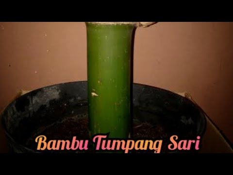  Ciri  ciri  dan manfaat Bambu  Tumpang Sari YouTube