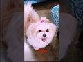 Heera mujhe mil gya hai😀#dog #trendingsong #pets #shorts