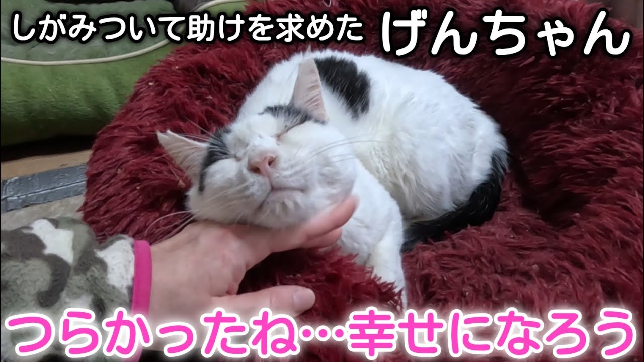 けんちゃん We rescued Gen-chan by chance at a supermarket and will definitely