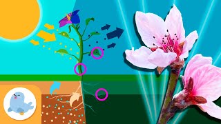 Las PLANTAS 🌼 Fotosíntesis, partes de la planta y tipos de plantas 🌳 RECOPILACIÓN 🌿