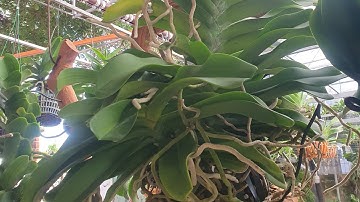 tác phẩm đai châu vip, mít rụt rịt, mít su nhiều màu nhiều nụ...@916594696