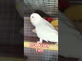#red eyes#budgies#kerala #home #breeding #birds #tvm