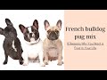8 Reasons Why You Want a Frug in Your Life | French bulldog and pug dog mix