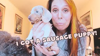 Bringing home a minature dachshund puppy! by Cece Canino My Life With Dogs 1,111 views 3 months ago 8 minutes, 59 seconds