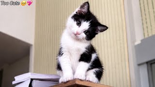 5 Minutes of Pure Kitten Cuteness You Need Right Now 🥹💕 screenshot 1