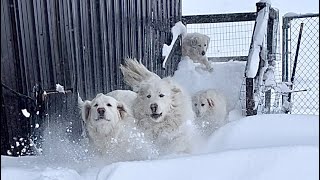 April Snow Day Fun For The Guardians by Big Horn Mountain Alpacas 3,302 views 2 years ago 19 seconds