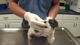 🐈Щенок Ши-тцу с последствиями плохого обращения / Vet Ranch на русском. 🐈Щенок Ши-тцу с последствиями плохого обращения / Vet Ranch на русском.