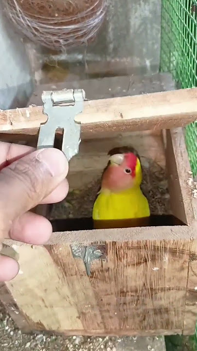 Lutino love bird laying 4 eggs 😱 #shorts #lovebird #egg #breeding #lutinolovebirds #parrot