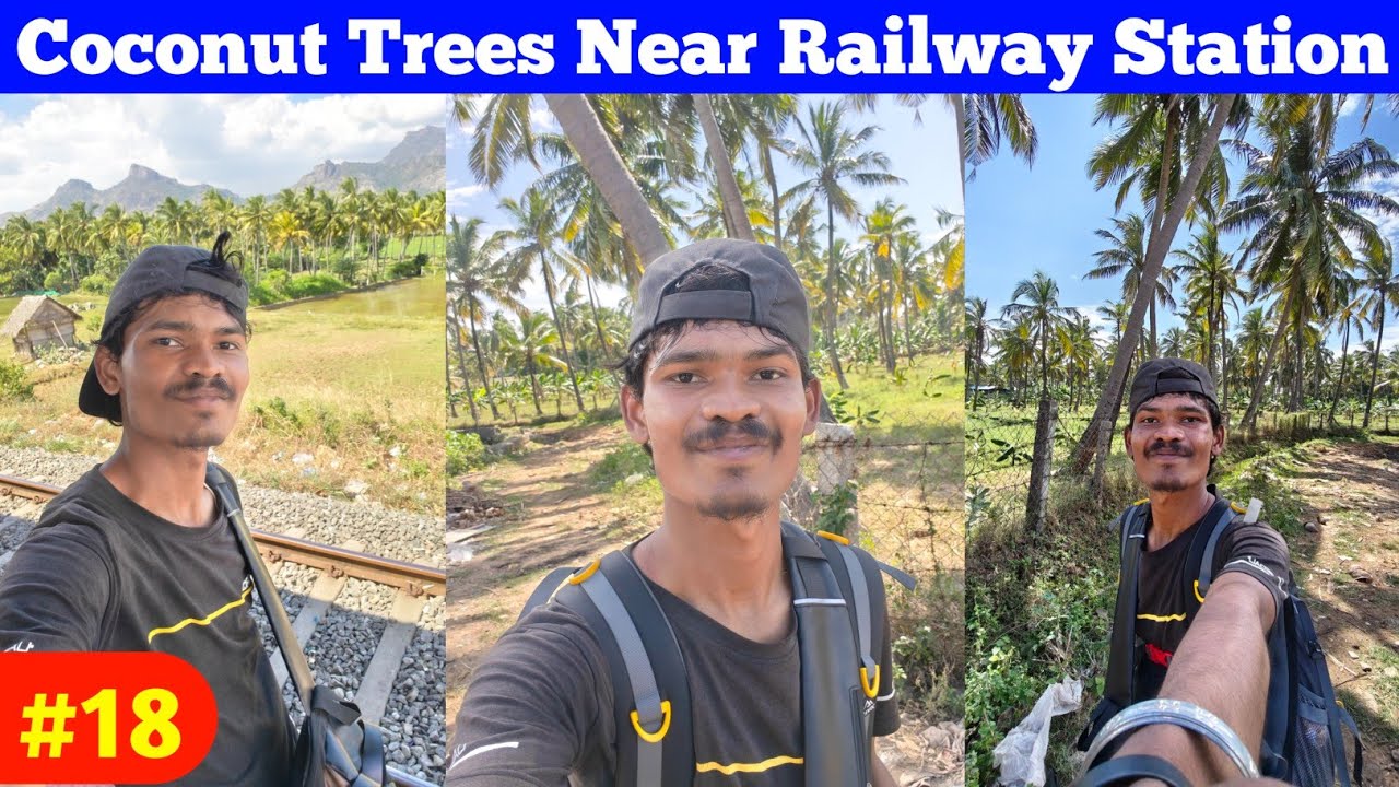 Coconut Trees In Near Nagercoil Station | Beautiful Naturals View Of Tamilnadu