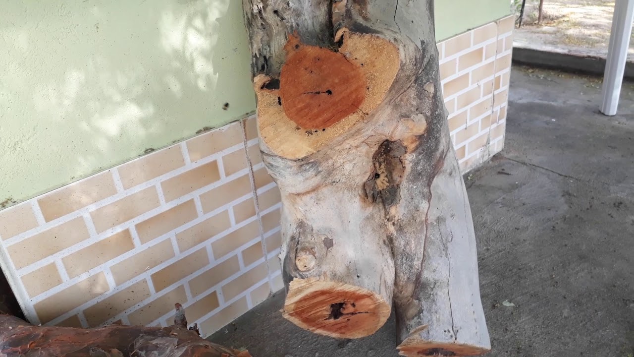 Primeira Mandaçaia da Caatinga em uma Isca Pet em 20 anos de criação. 😁🌵🐝🐝🐝🐝