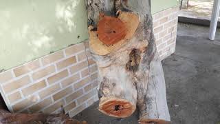 Primeira Mandaçaia Da Caatinga Em Uma Isca Pet Em 20 Anos De Criação.