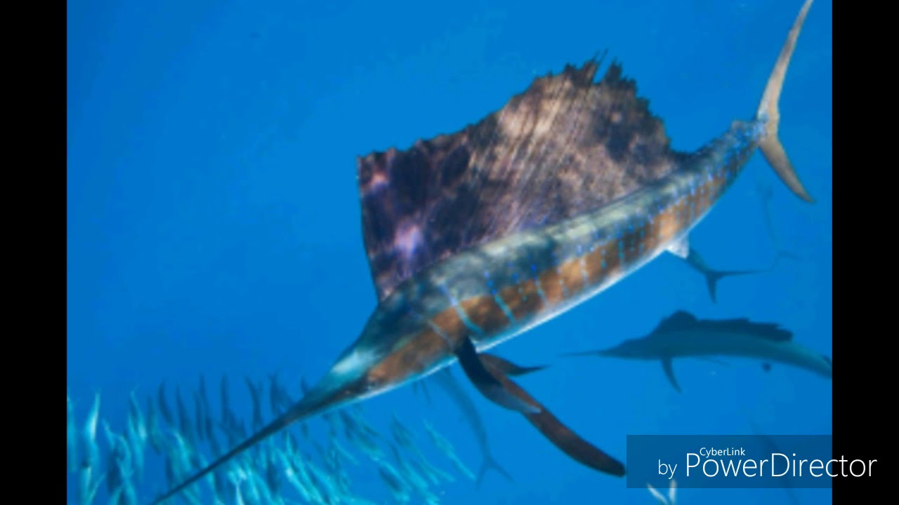 Рыба Парусник Фото