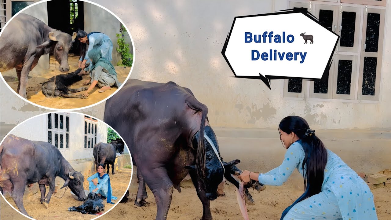 ऐसे हुई भैंस 🐃 की Delivery / रात की नींद और दिनभर करना पड़ा बहुत ज़्यादा काम || Manvi Singh Vlogs ||